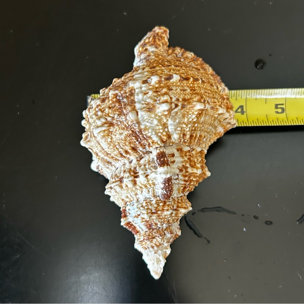 Frog Shell - Picture 7 of 8